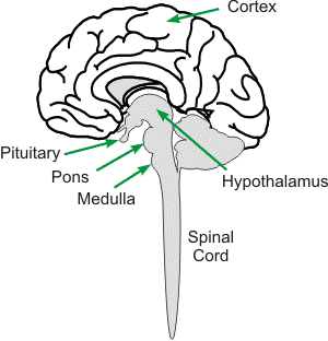 Illustration of the autonomic nervous system