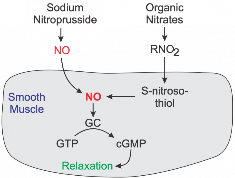 Nitrodilator mechanism