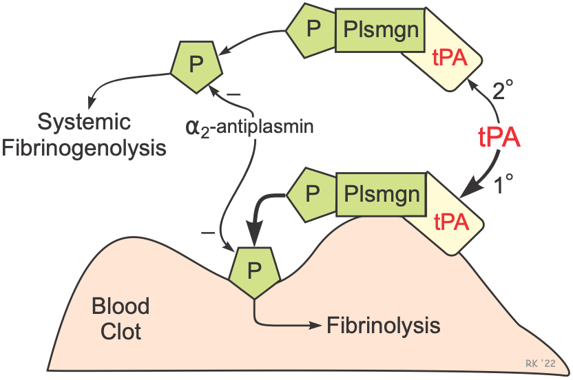 fibrinolysis