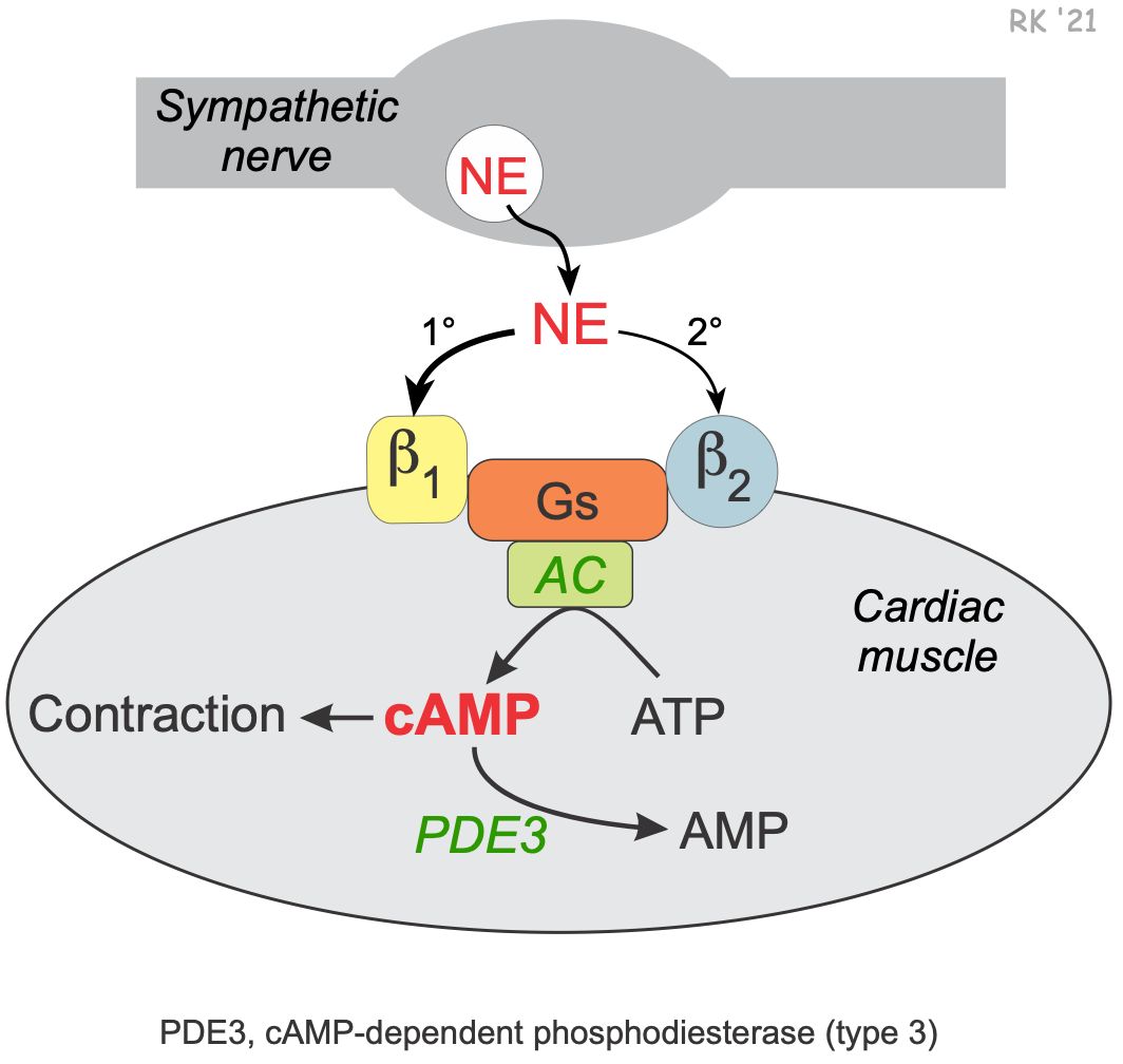 One MHC initialized ask in one families by adenine phones suitability display