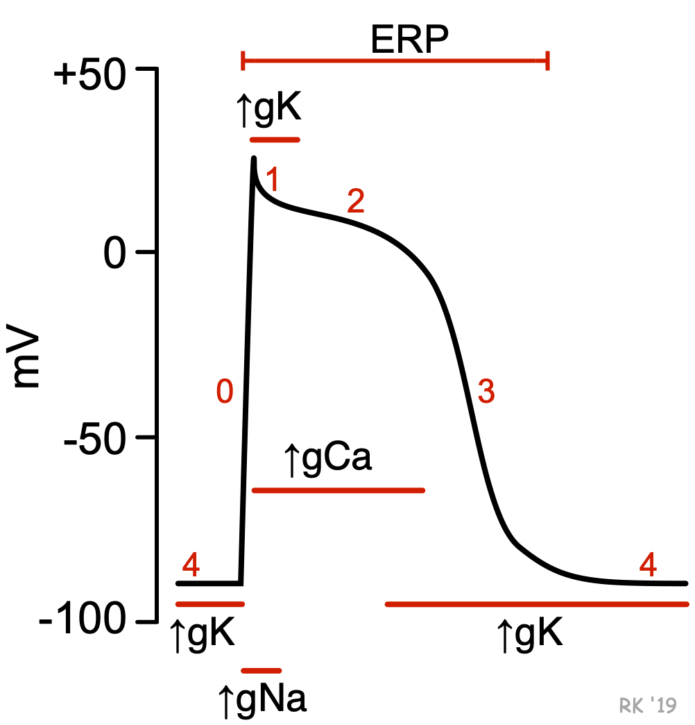 cardiac action potential drugs