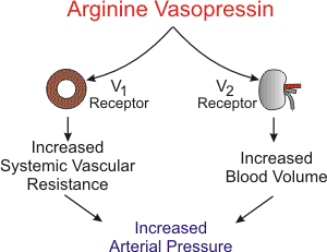 Arginine vasopressin receptor mechanisms in blood vessels and kidneys