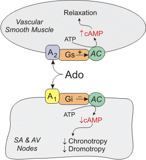 Adenosine binding to purinergic receptors in smooth muscle tissue and SA and AV nodes
