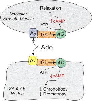 cvpharmacology.com