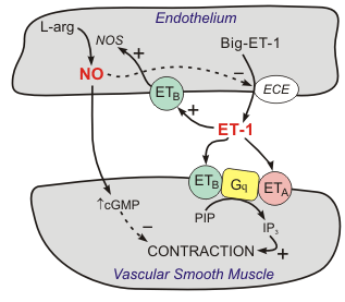Endothelin-1 formation, receptors and mechanisms of action in blood vessels