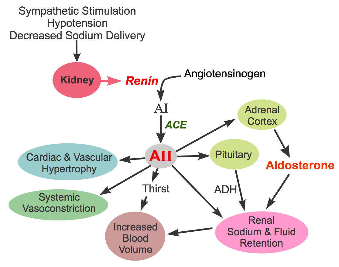 Angiotensin formation and actions