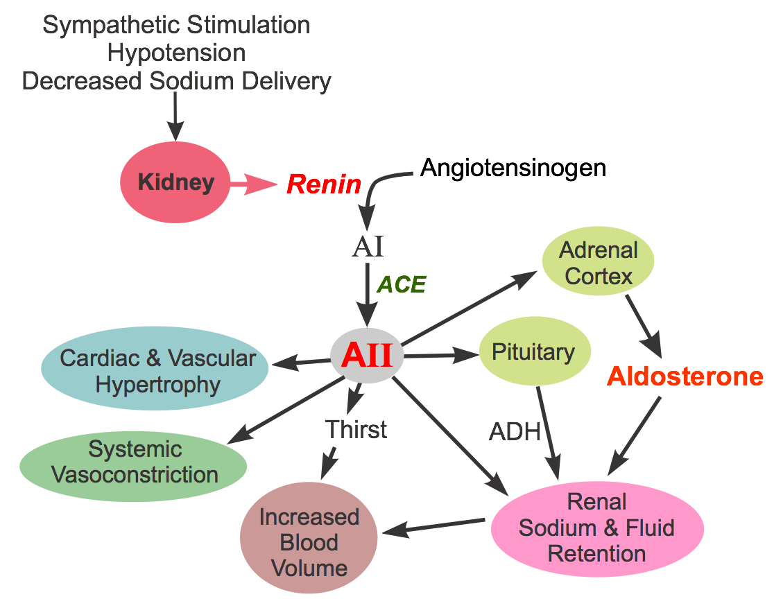 How Does Angiotensin Converting Enzyme Inhibitors Work