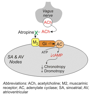 Image showing how ACh binds to muscarinic receptors (M2) found on cells of the sinoatrial (SA) and atrioventricular (AV) nodes on the heart; Muscarinic receptors are coupled to the Gi-protein; therefore, vagal activation decreases cAMP