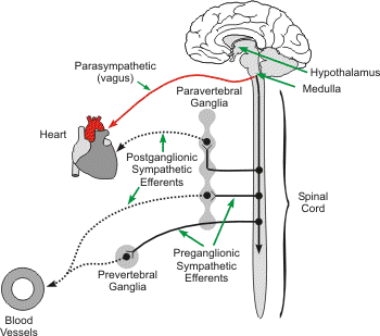 Preganglionic and postganglionic autonomic nerves and their innervation of heart and blood vessels