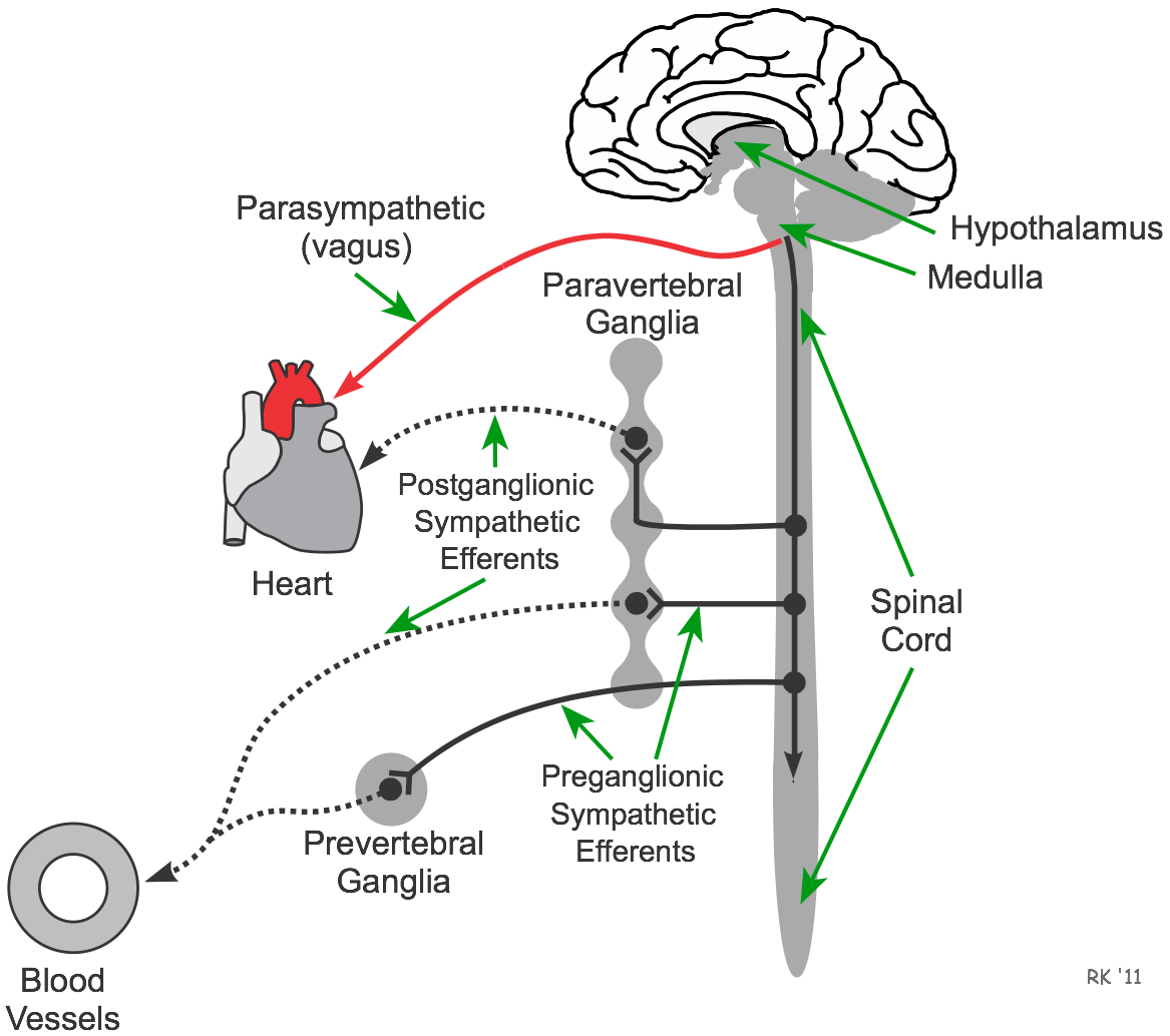 CV Pharmacology | Autonomic Ganglia