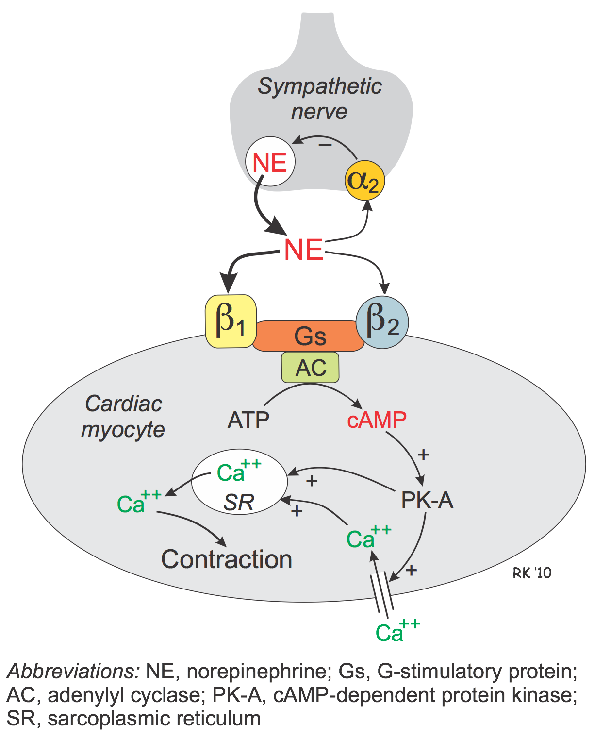 beta-adrenoceptors Gs protein coupling