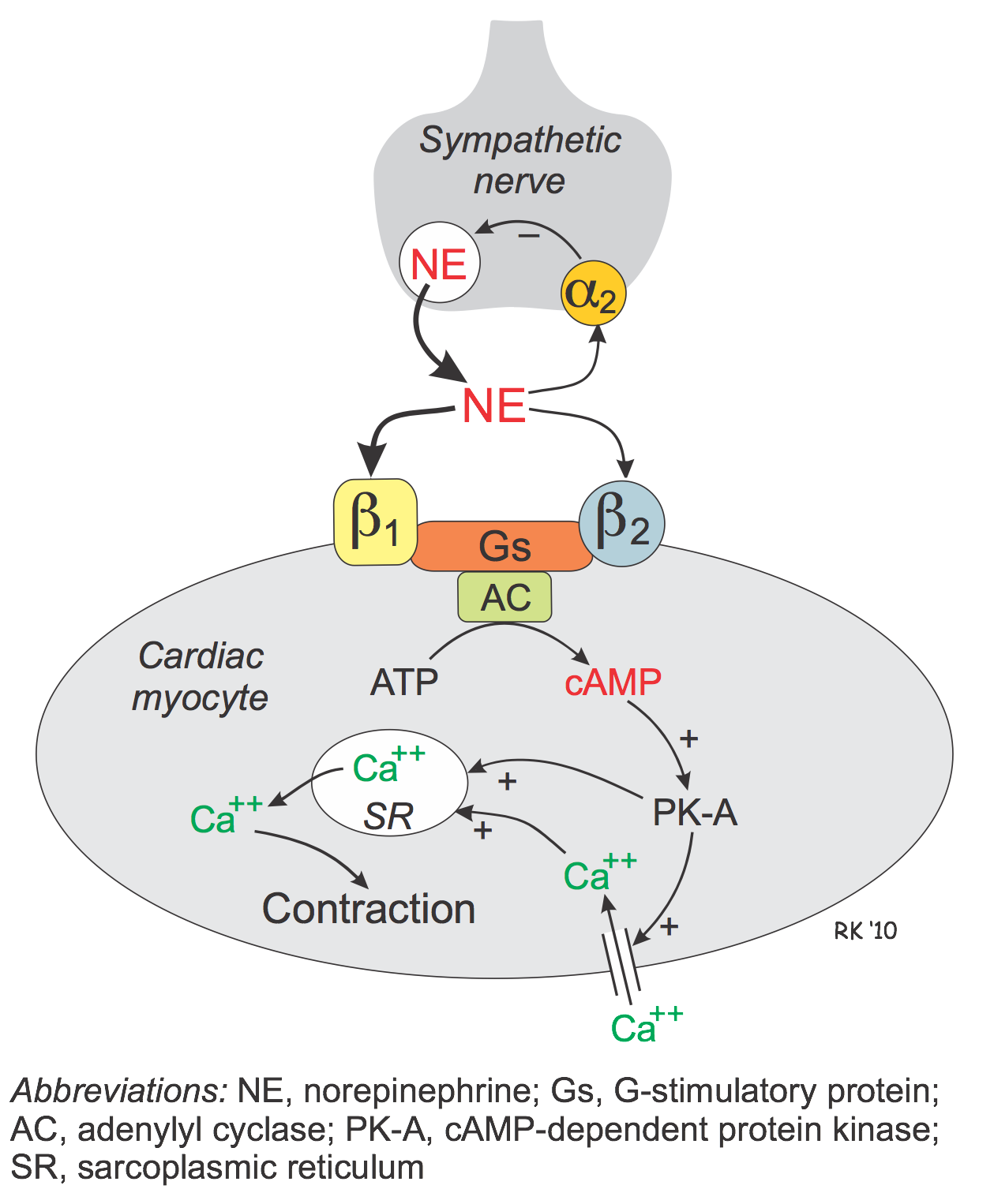 adrenergic agonist side effects