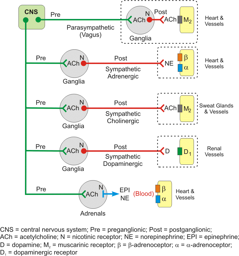 Autonomic neurotransmitters