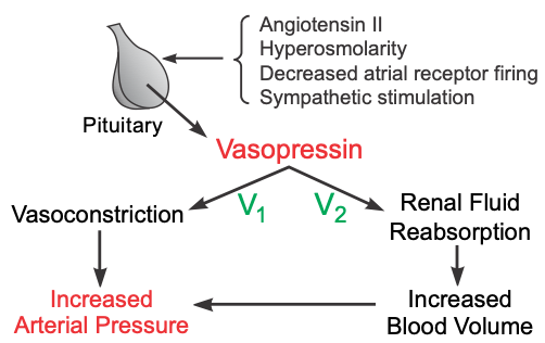 Vasopressin renal and vascular actions
