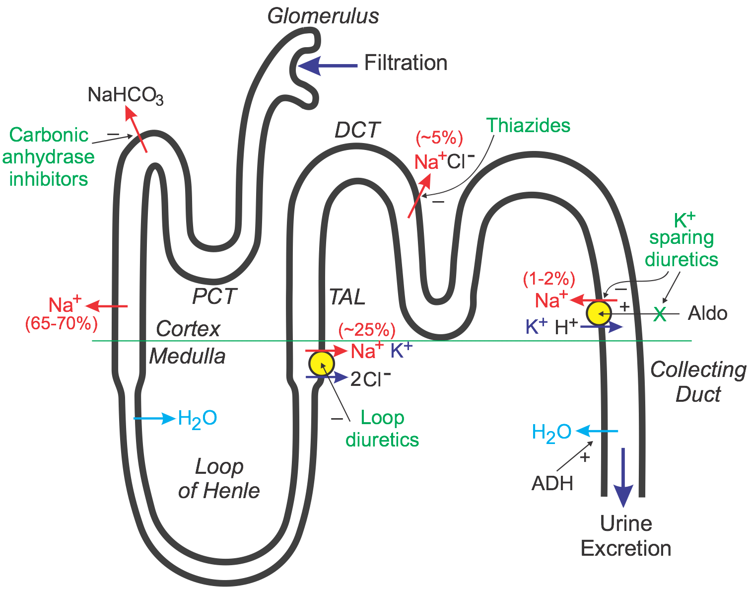 nephron sites for diuretic actions