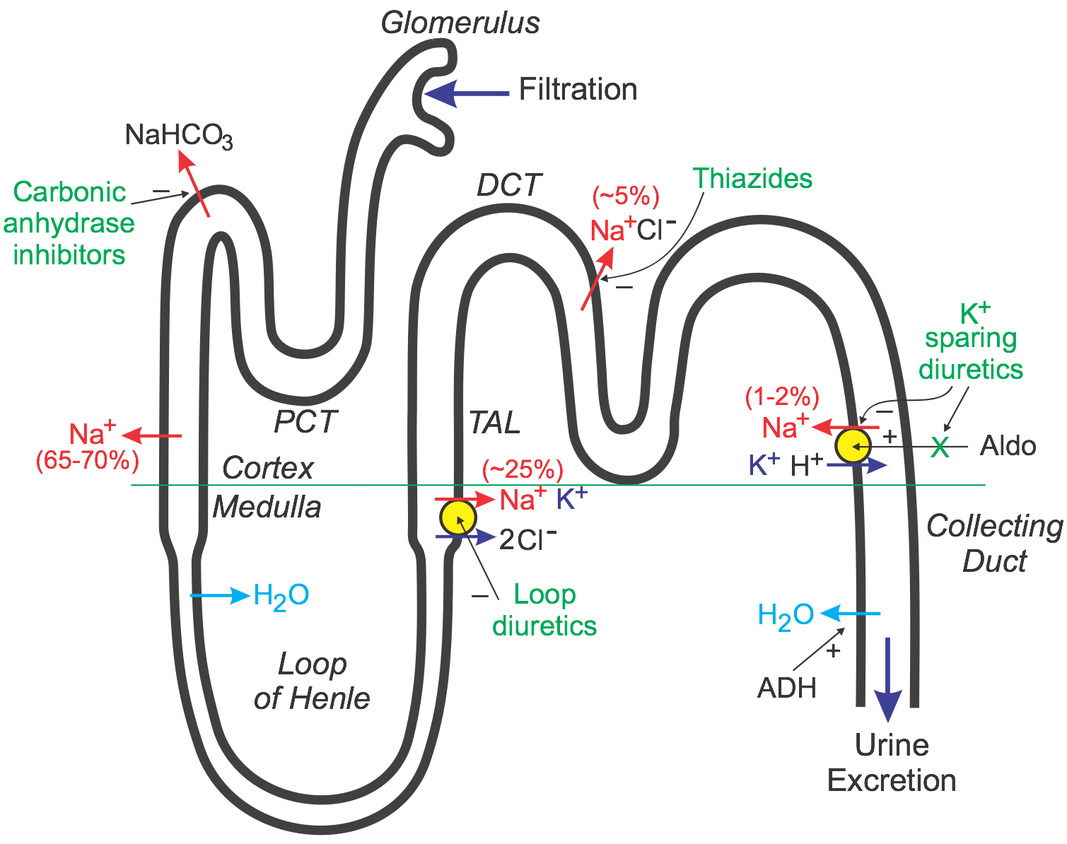 Cv Pharmacology Diuretics