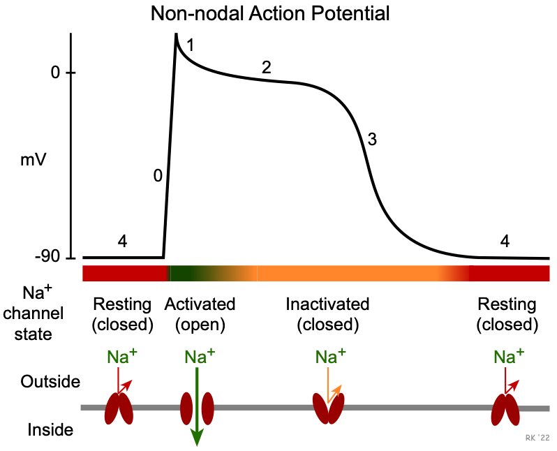 cardiac action potential drugs