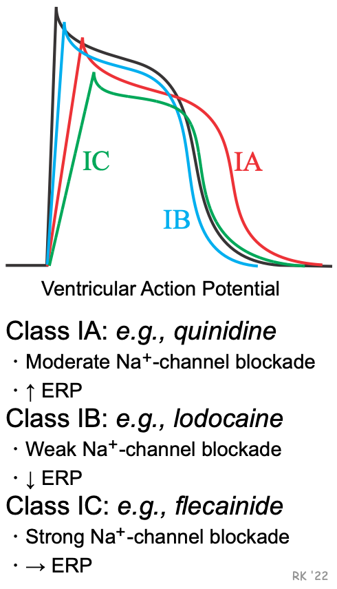 cardiac action potential drugs